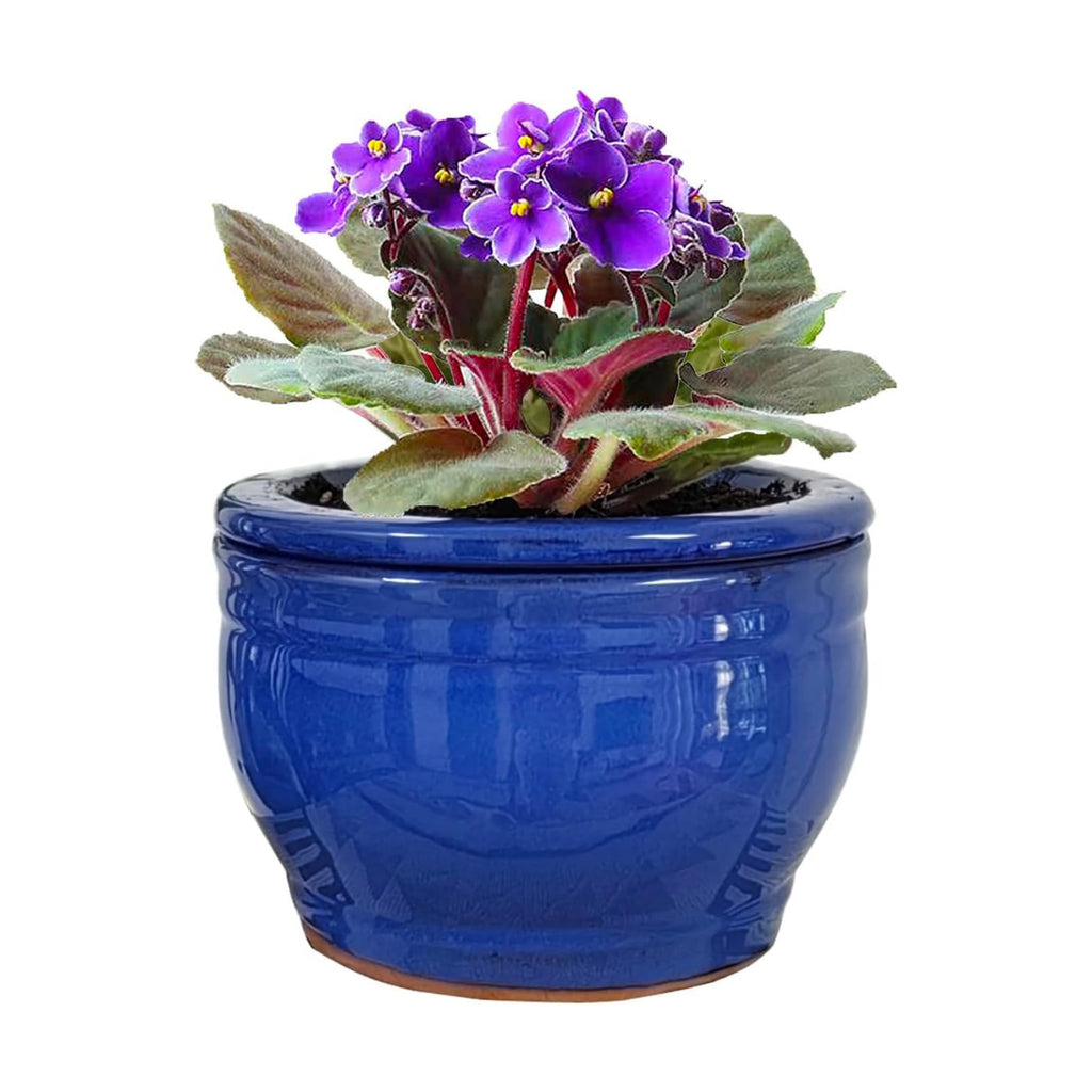African Violet Pots Self Watering Round Ceramic Violet Pot (Blue, 6 inch)