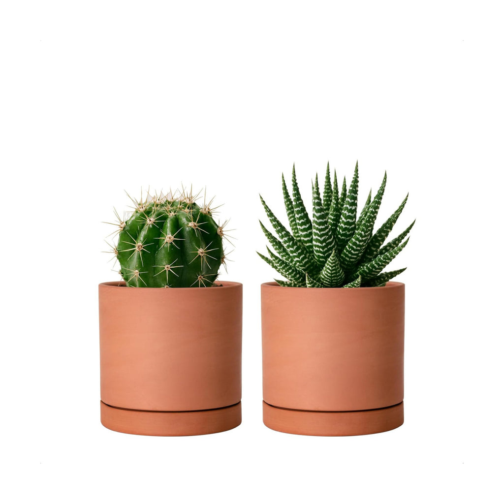 D'vine Dev 2-Pack Terracotta Plant Pots with Saucers, 4 Inch, 40-X-B-1 | Cylinder Shape, Timeless Style, Unglazed