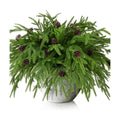 15 Pcs Christmas Norfolk Pine Branches Pine Cones, Faux Christmas Sprigs