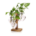 Plant Terrarium Propagation Stations with Wooden Stand