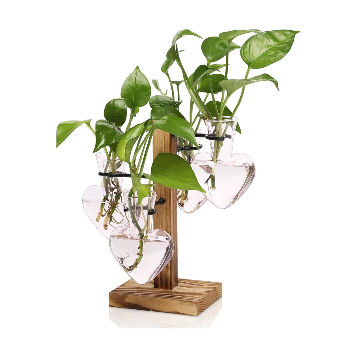 Plant Terrarium Propagation Stations with Wooden Stand