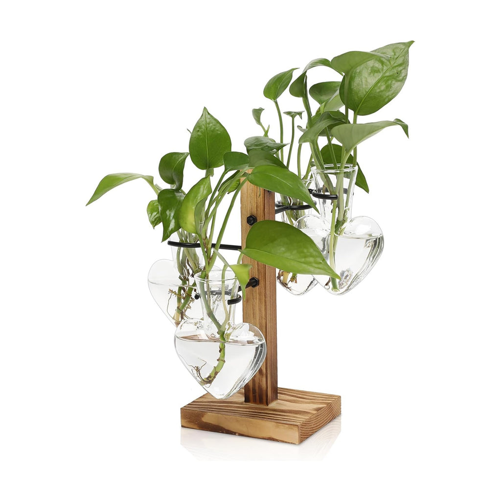Plant Terrarium Propagation Stations with Wooden Stand