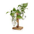 Plant Terrarium Propagation Stations with Wooden Stand