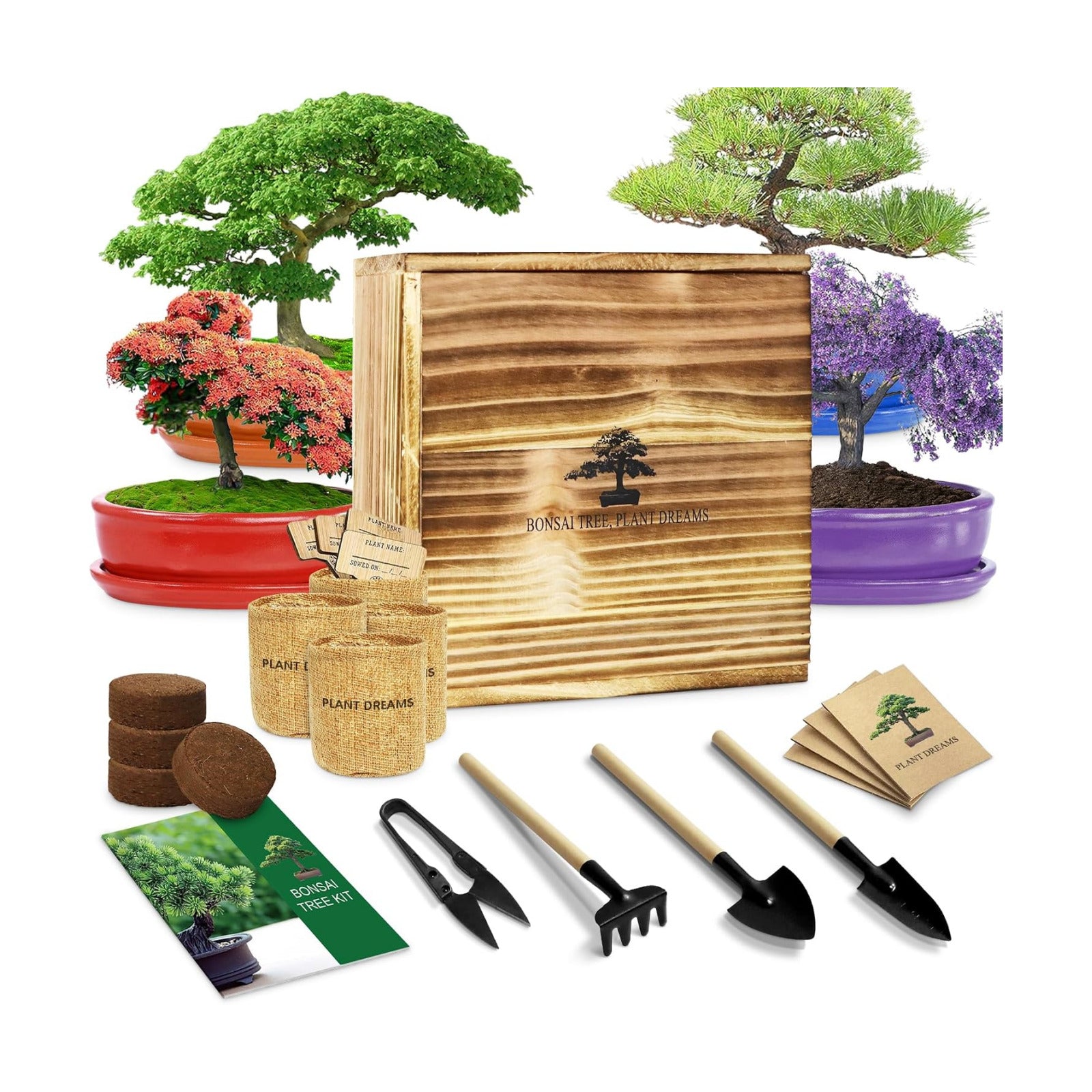 Bonsai Tree Starter Kit for Beginners - Indoor Live Plant Gardening Adult Craft DIY Kits - Unique Christmas, Birthday