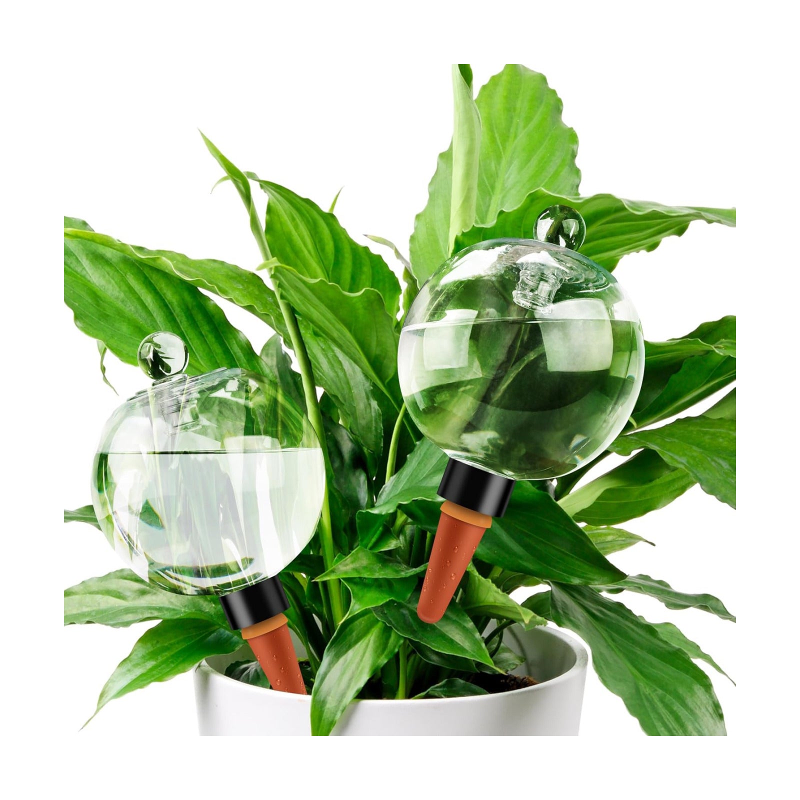Soilagua 19 oz Extra Large Plant Self Watering Globes Top Fill, Plastic Water Bulbs, Slow Release Terracotta Self
