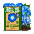 HOME GROWN Heavenly Blue Morning Glory Seeds, 150 Seeds, Ipomoea Tricolor