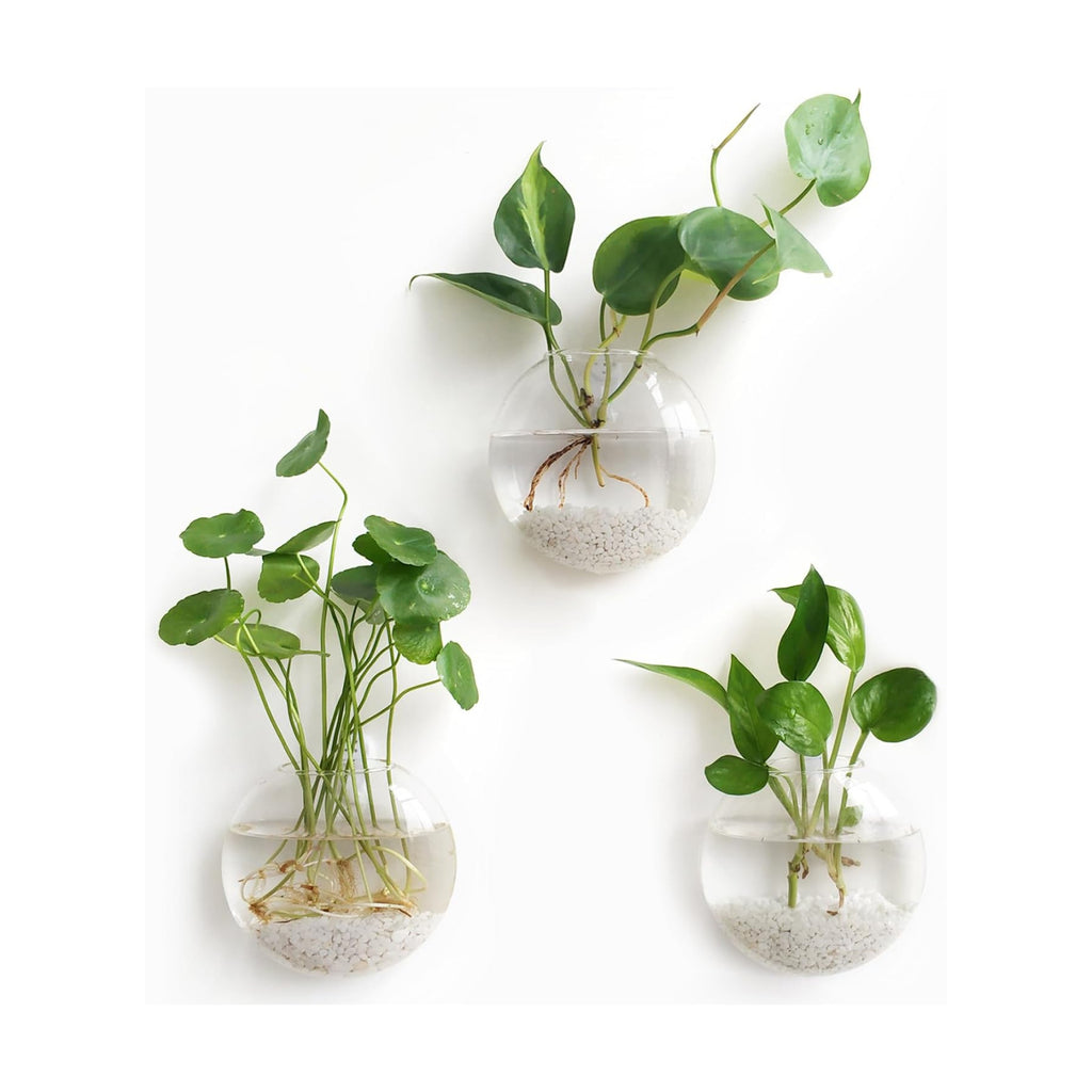 Mkono Wall Propagation Planters, 3 Pack Oblate Hanging Plant Holder Vase | Glass Terrariums Station, Hydroponic Indoor