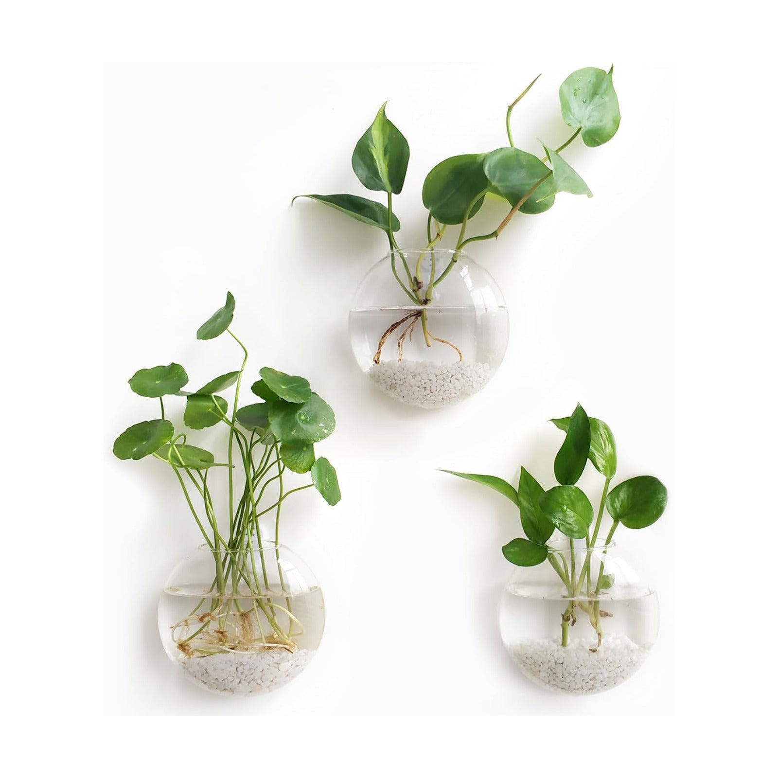 Mkono Wall Propagation Planters, 3 Pack Oblate Hanging Plant Holder Vase | Glass Terrariums Station, Hydroponic Indoor