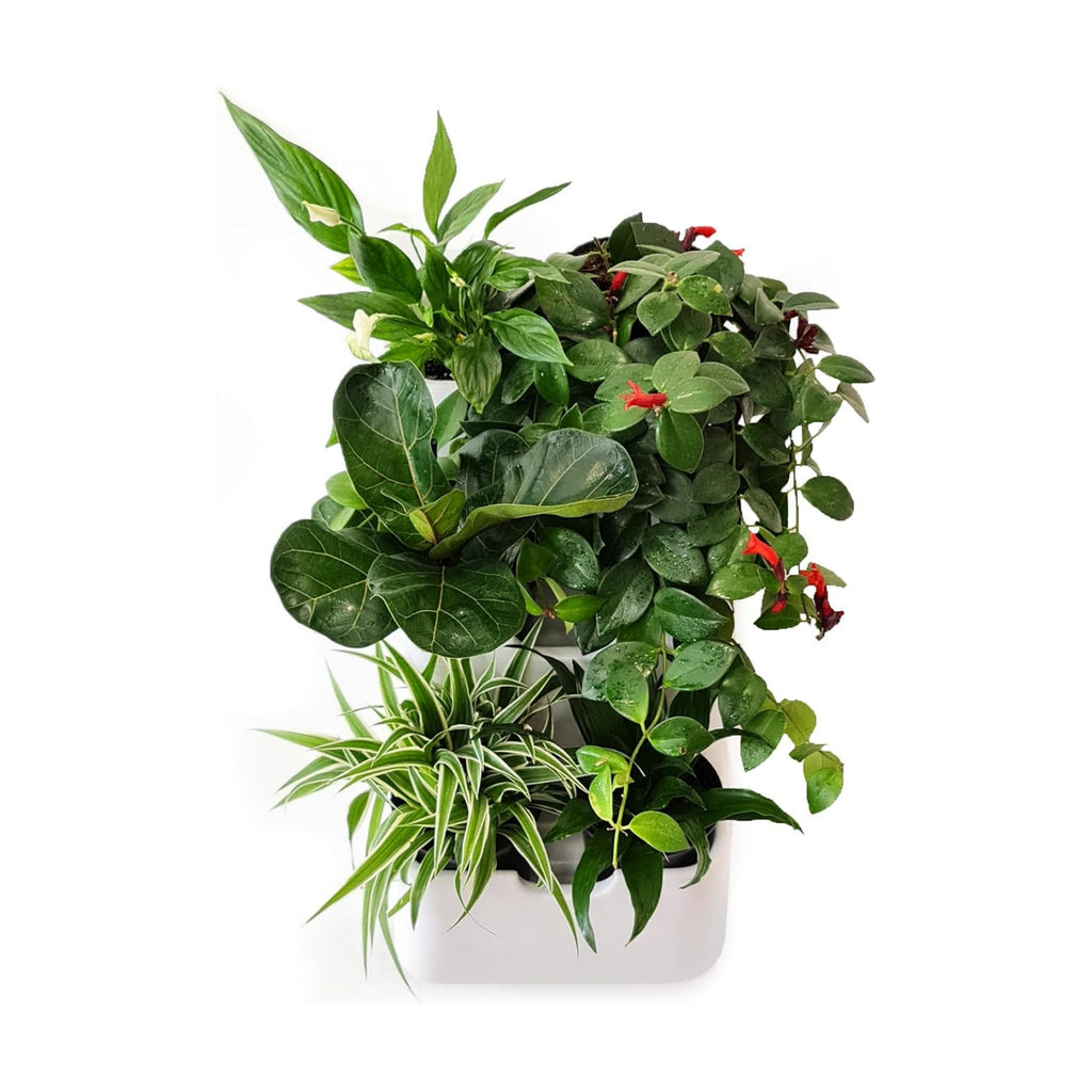 BOXSAND-6 (12"x26") Vertical Wall Planter – Living Wall for 6 Plants, Indoor/Outdoor Hanging Vertical Garden, Easy