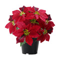 Artificial Poinsettia Plants Fake Christmas Flowers in Pot(Hot Red)