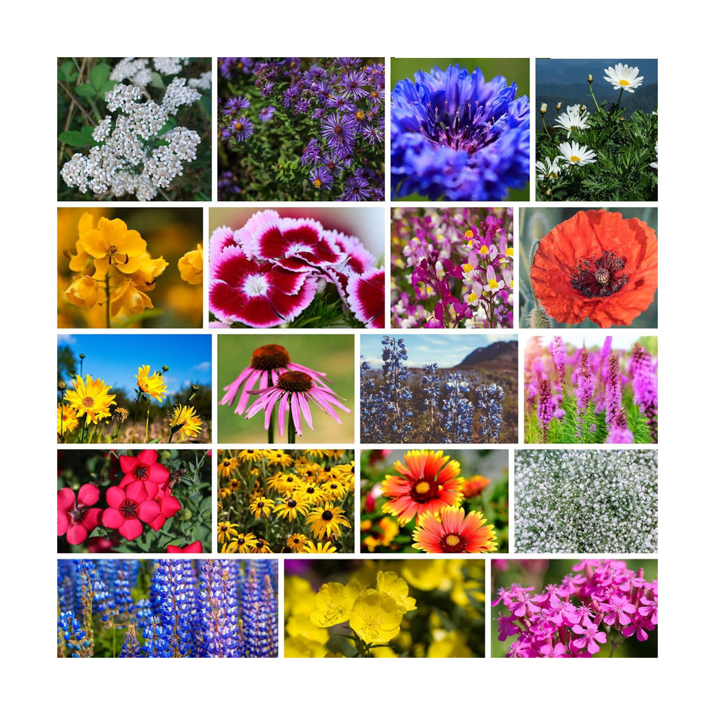 Mountain Valley Seed Co Northeastern Wildflower Seed 5 Lb 3.2 Million Seeds | Annual & Perennial Native Wildflower Mix