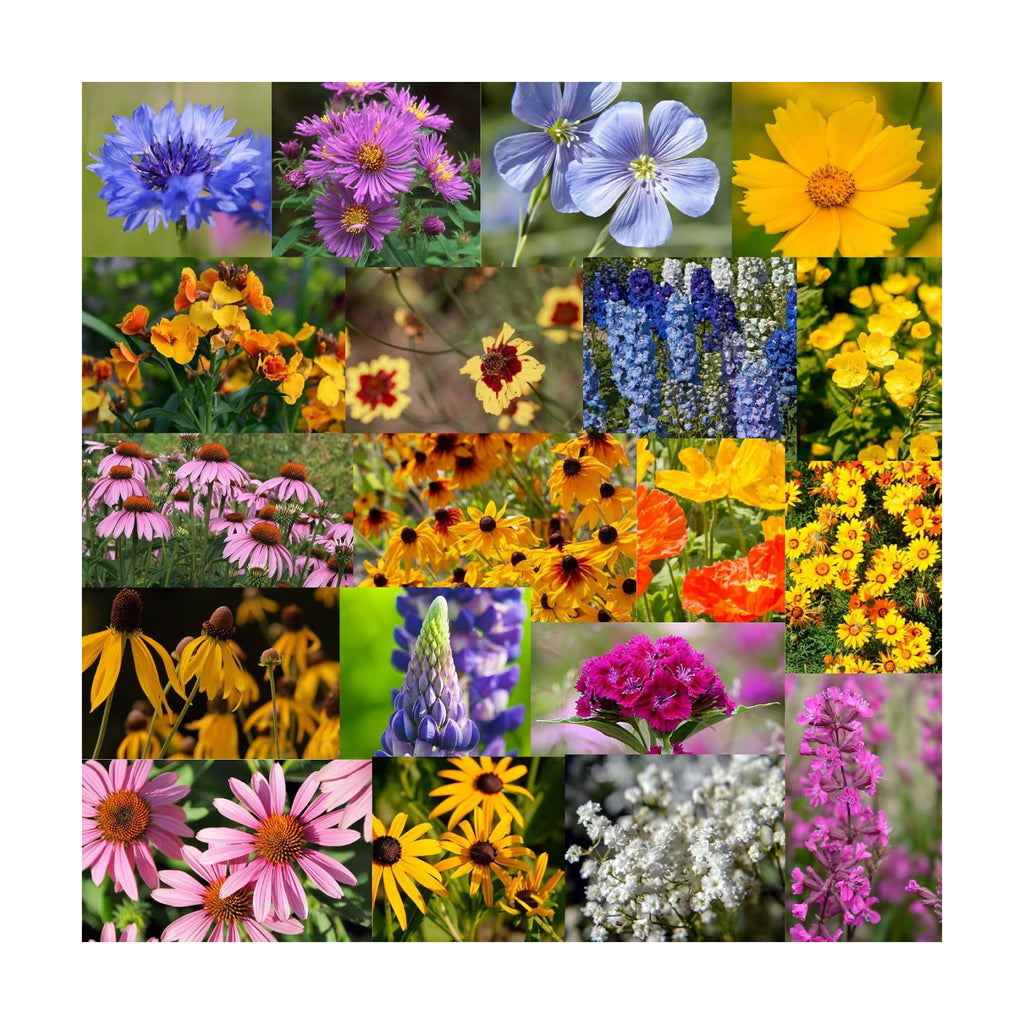 Mountain Valley Seed Co Wildflower Seed Bulk - Midwestern Wildflower Mix | 1 lb. 640,000+ Prairie Wildflowers - Annual