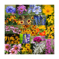 Mountain Valley Seed Co Wildflower Seed Bulk - Midwestern Wildflower Mix | 1 lb. 640,000+ Prairie Wildflowers - Annual