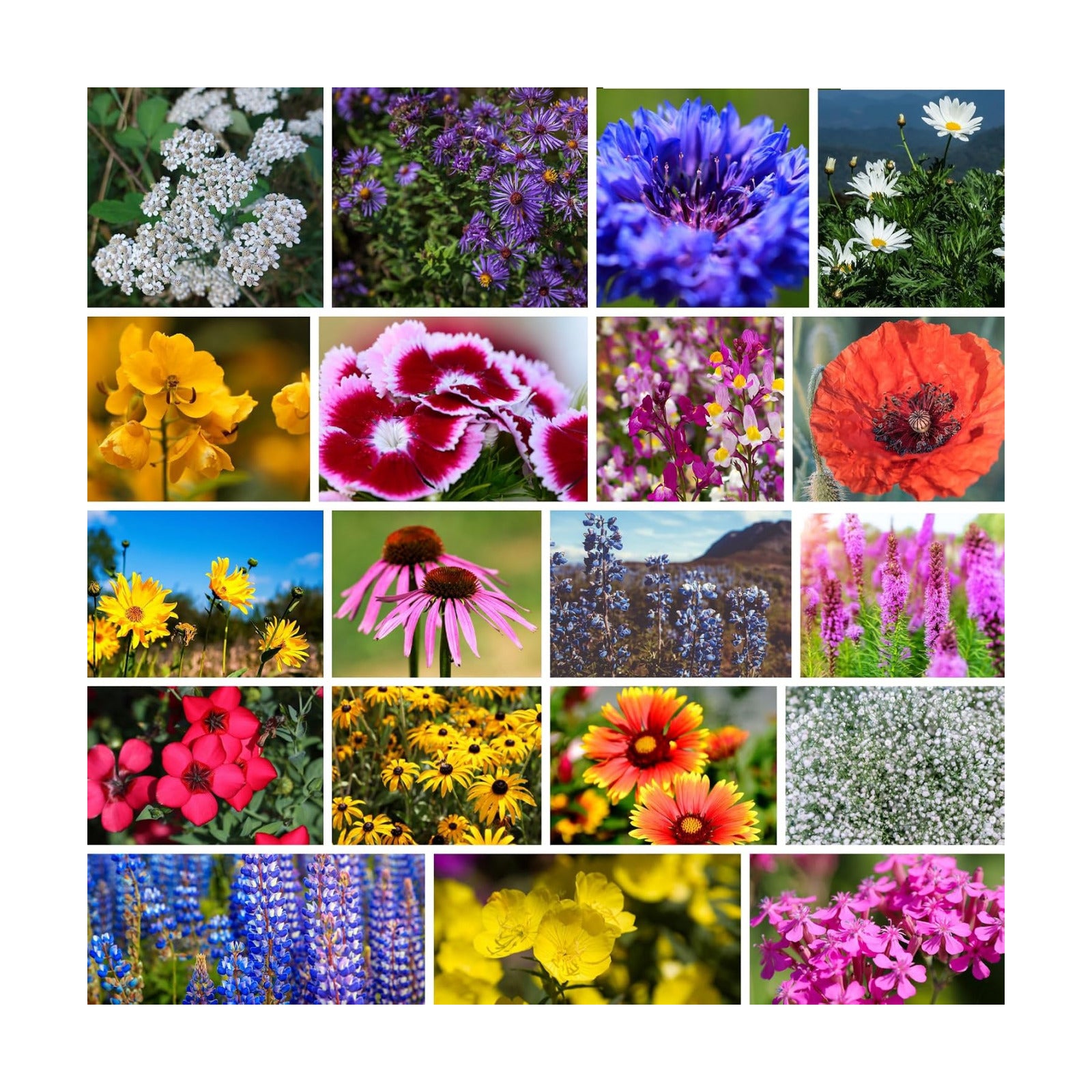 Mountain Valley Seed Co Northeastern Wildflower Seed 1 Lb 640,000 Seeds | Annual & Perennial Wildflower Mix with Native