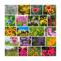 Mountain Valley Seed Co Wildflower Southeastern Flower 1 Lb 640,000 Seeds | Annual & Perennial Flowers with Native