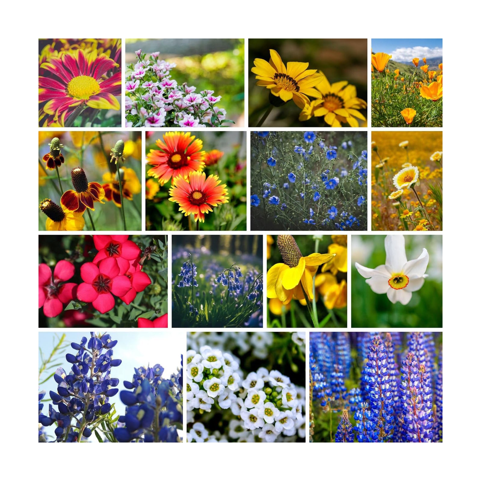 Mountain Valley Seed Co Southwestern Wildflower Seed 1/4 Lb 160,000+ Seeds | Native Desert Flower Mix – Annual &