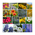 Mountain Valley Seed Co Wildflower Seed 1 Lb 640,000+ Seeds Annual | Southwestern Wildflower Seed Mix Perennial Flower
