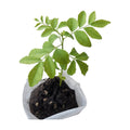 Daisy Ship Curry Leaf Plant Live Murraya Koenigii - 1 x 2-in Bag | Aromatic culinary herb for Indian cooking, bright