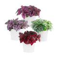 Polka Dot Plant Collection (4-Pack) - House Plants Indoors Live, Air Purifying Live Indoor House Plants, (Red, White