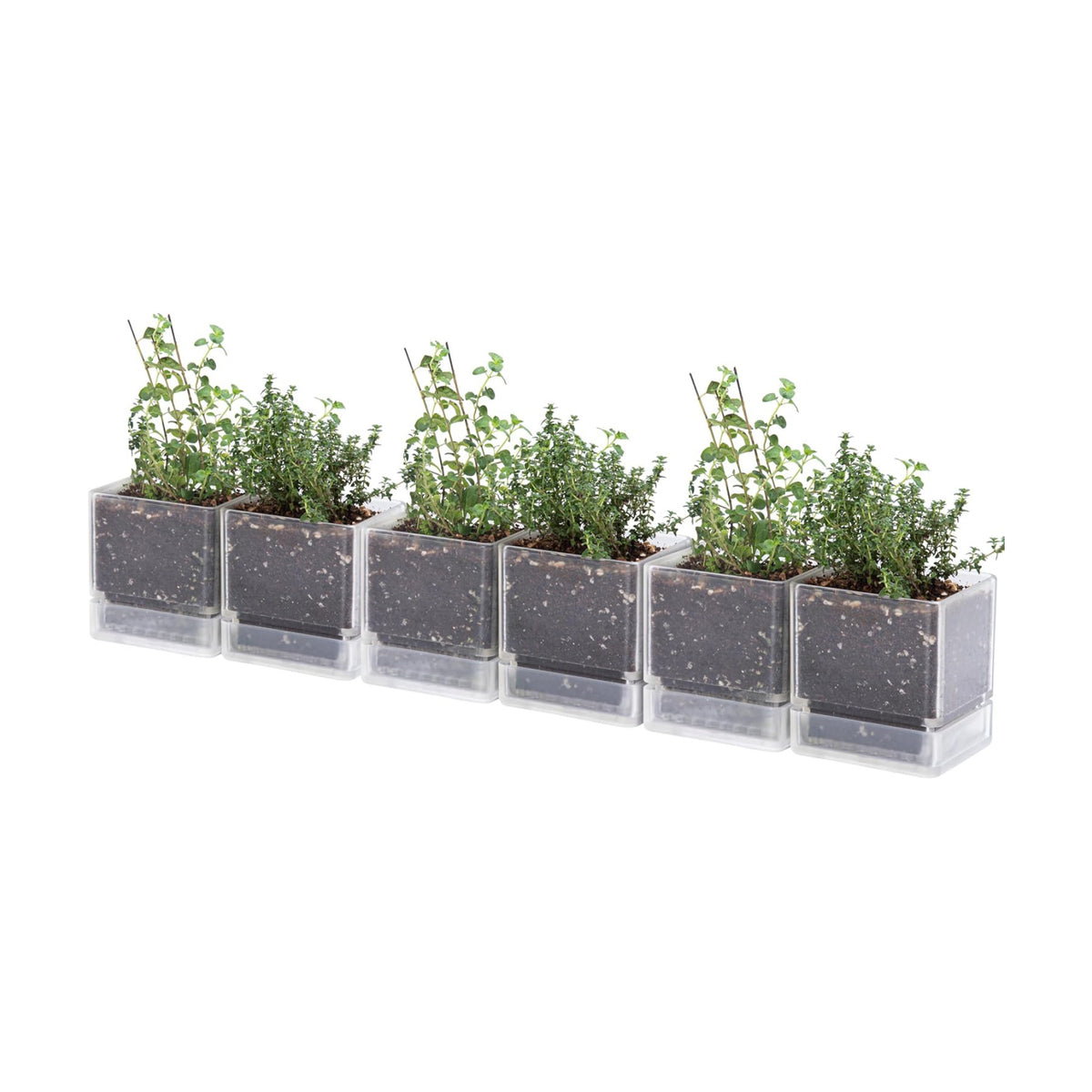 D'vine Dev 6-Pack Acrylic Herb Planter Pots, 4 in, Clear, 76-Y-D-1
