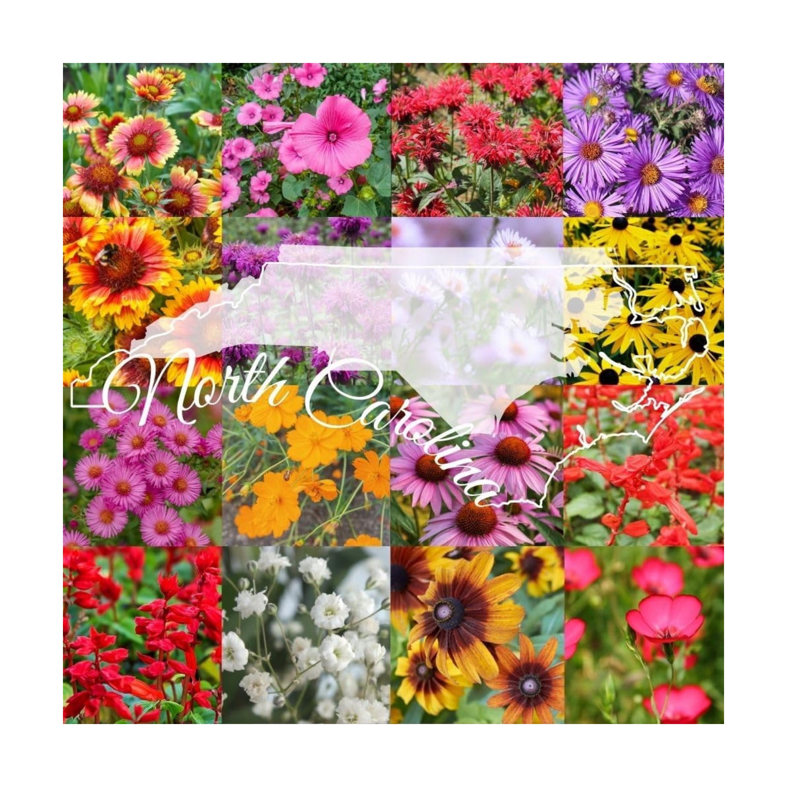North Carolina Bulk Perennial and Annual Non-GMO Wildflower Seed Mix 1/4lb Covers 500sq-ft - Attract Pollinators