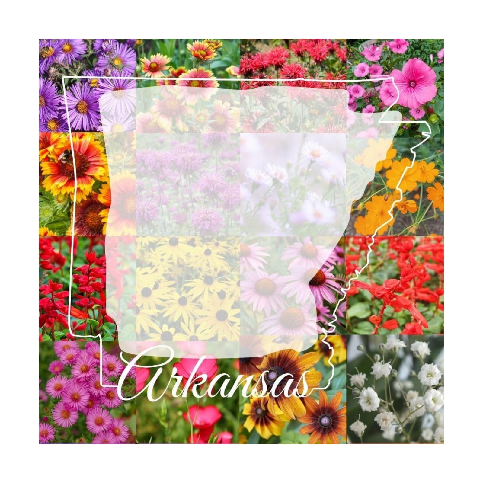 Arkansas Bulk Perennial and Annual Non-GMO Wildflower Seed Mix 1/4lb Covers 500sq-ft - Attract Pollinators, Multi-Color