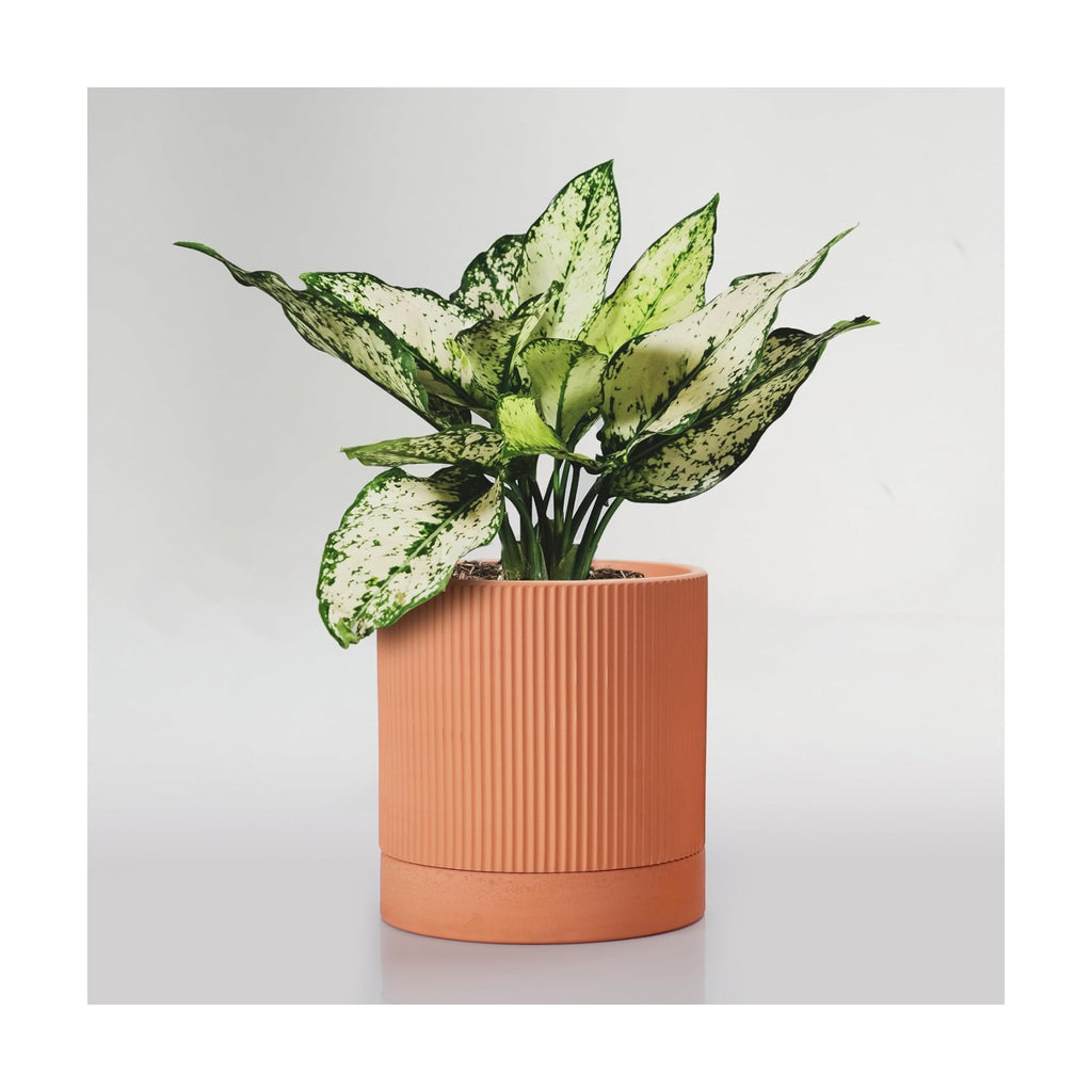 HERDUK Modern Terracotta Pots, 6 Inch Ribbed Textured Clay Planter Pots with Drainage Hole & Saucer, Garden Pots for