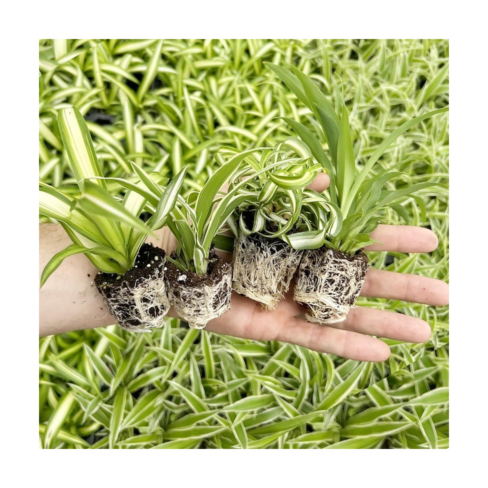 Spider Plant Variety Pack 4 Live Plants Ocean Hawaiian Green Bonnie | Easy Care Indoor Air Purifying Variegated