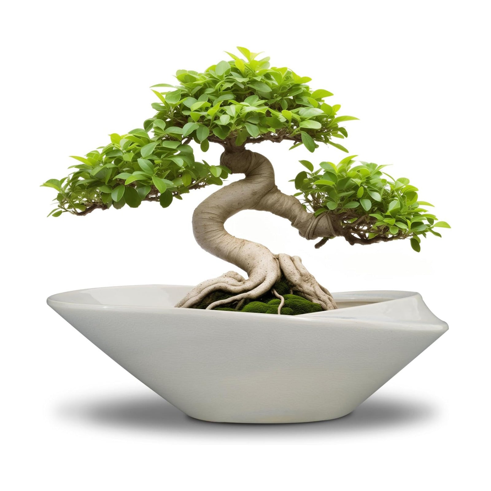 Bonsai Planter Pot - 12 Inch Ceramic Plant Pot for Indoor Plants Outdoor Decorative Flower Pot Succulent Planter with