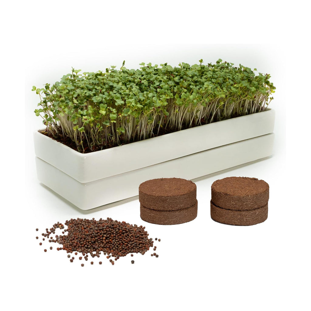 mizuna Microgreens Growing Kit — 2 Ceramic Trays, Coconut Coir & Seeds | Indoor Windowsill Grow Kit | Gift for Plant &