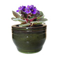 African Violet Pots Self Watering Round Ceramic Violet Pot (Olive drab, 6 inch)