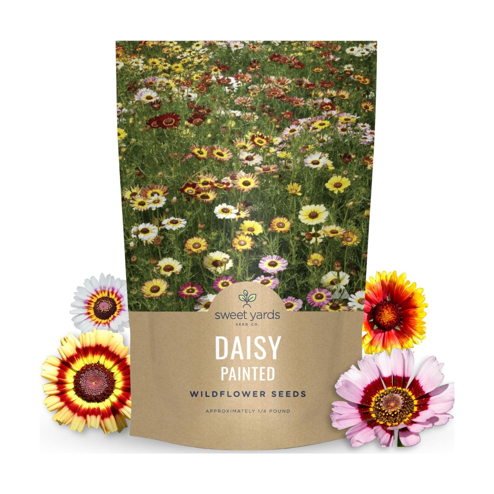 Painted Daisy - Bulk 1/4 Pound Pouch - 40,000 Flower Seeds for Planting - Chrysanthemum carinatum