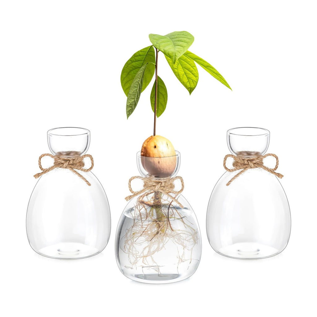 Hewory Avocado Seed Starter Vase: 3Pcs Glass Avocado Planter for Growing | Acorn Pit Sprouting Vases, Tree Pots