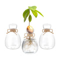 Hewory Avocado Seed Starter Vase: 3Pcs Glass Avocado Planter for Growing | Acorn Pit Sprouting Vases, Tree Pots