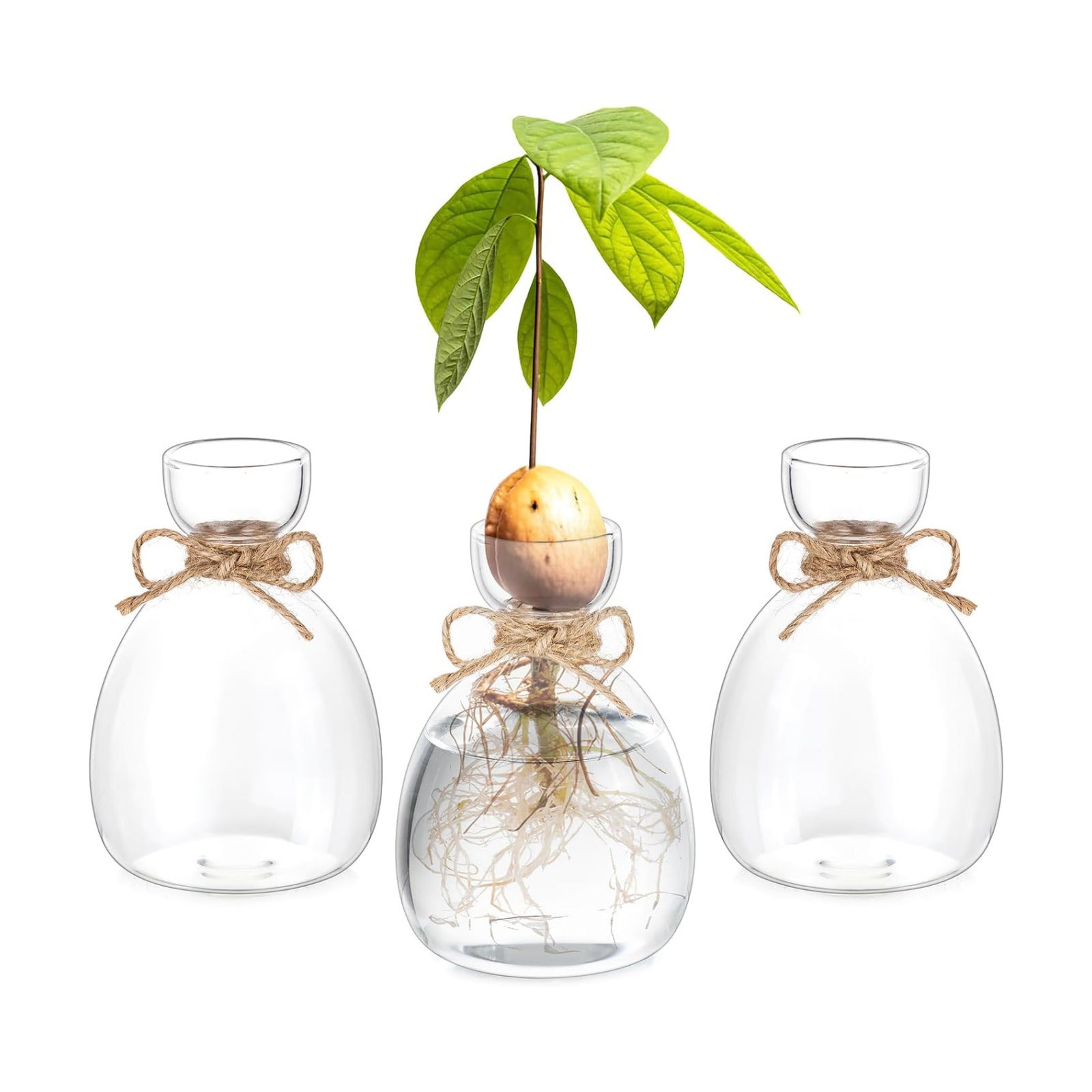 Hewory Avocado Seed Starter Vase: 3Pcs Glass Avocado Planter for Growing | Acorn Pit Sprouting Vases, Tree Pots
