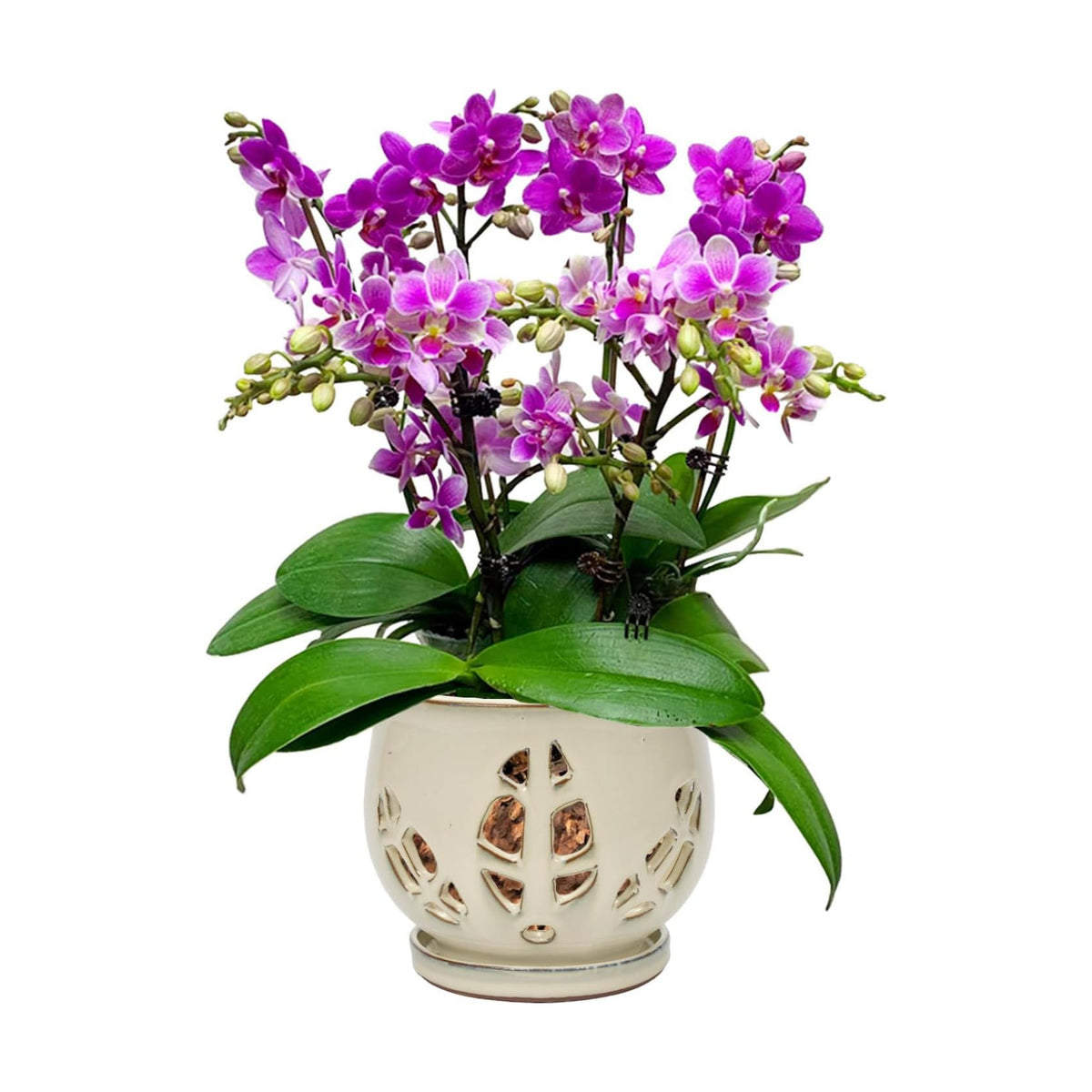 W&W Orchid Pot with Holes and Saucer for Repotting and Better Grow, Cream White, 6.5"
