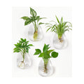 Dahey Wall Propagation Vases, 4 Pack Oblate Borosilicate Glass Planters | Fits Hydroponic Cuttings & Flowers