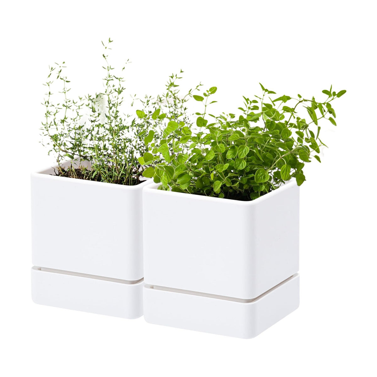 D'vine Dev 2-Pack Plastic Herb Planter Pots, 4 in, White, 76-Y-A2-1