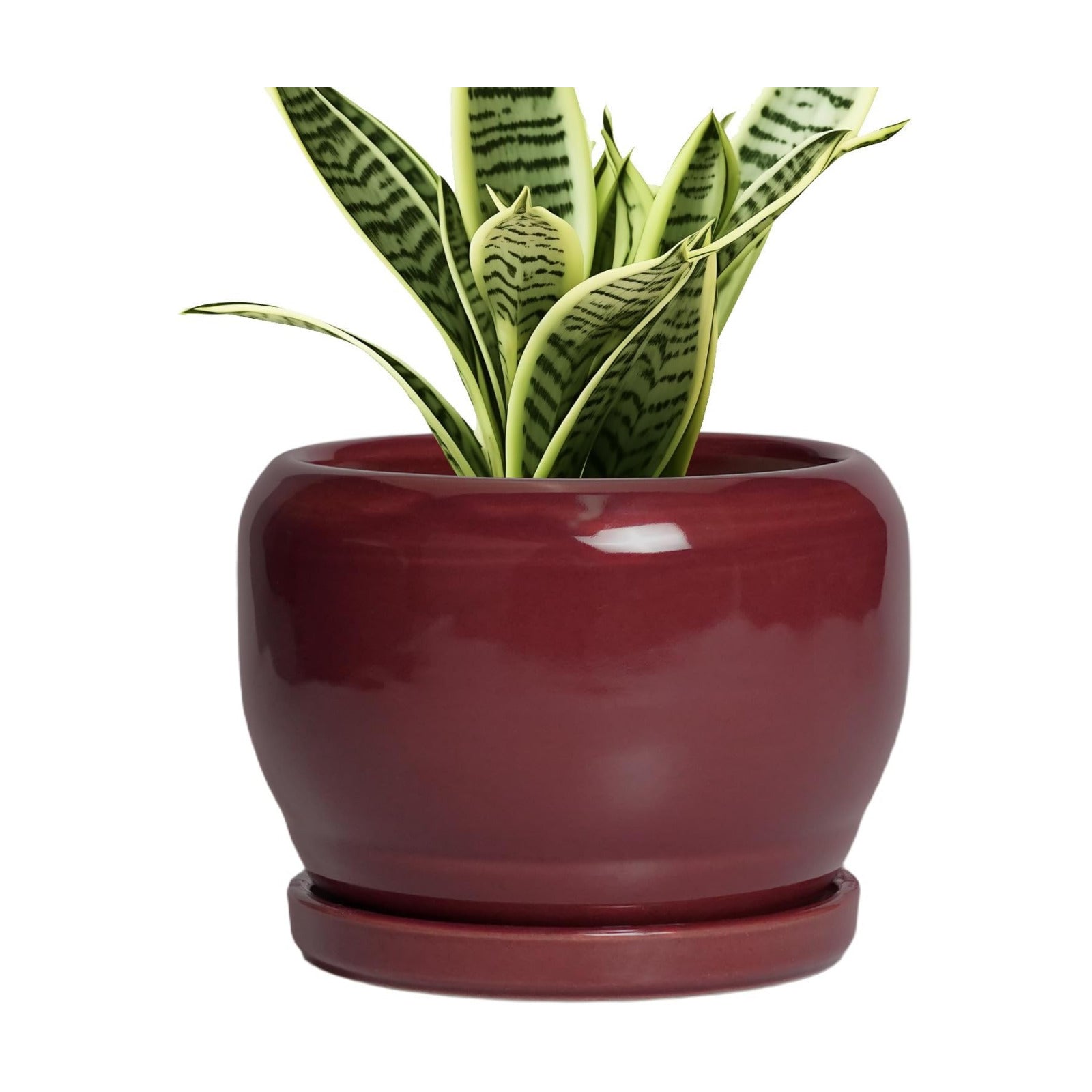 SQOWL 6 Inch Plant Pot - Ceramic Planter for Indoor Plants Outdoor, Round Planter with Drainage Hole and Saucer