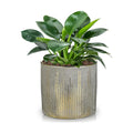 Oairse Small Ceramic Pot for Indoor Plants, 5.3 inch Plant Pot with Drainage Hole Decorative Texture Gold Planter