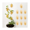 5Pcs Plant Hooks for Vines - Indoor Climbing Plants SupporWall Hooks | Cute leaf shape - Climber Plant Clips for Money