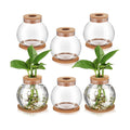 6 Packs Propagation Vases for Plants Plastic Plant Propagation Station with Hole Lid and Cork Coasters Plant Growing in