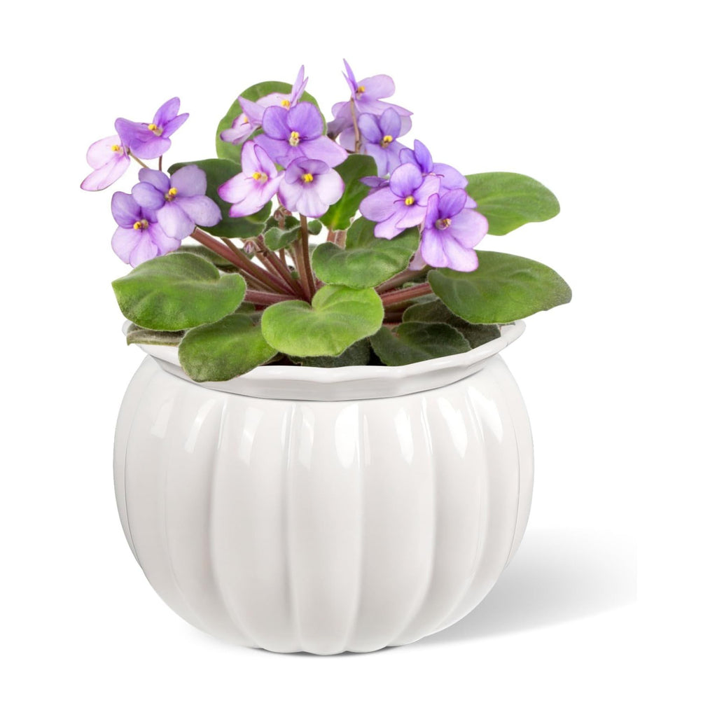 BUYMAX 6 Inch Self Watering Ceramic African Violet Pot Indoor Plant Pot | Pumpkin Style Design | Automatic Water