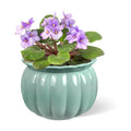BUYMAX 6 Inch Self Watering Ceramic African Violet Pot Indoor Plant Pot | Pumpkin Style Design | Automatic Water