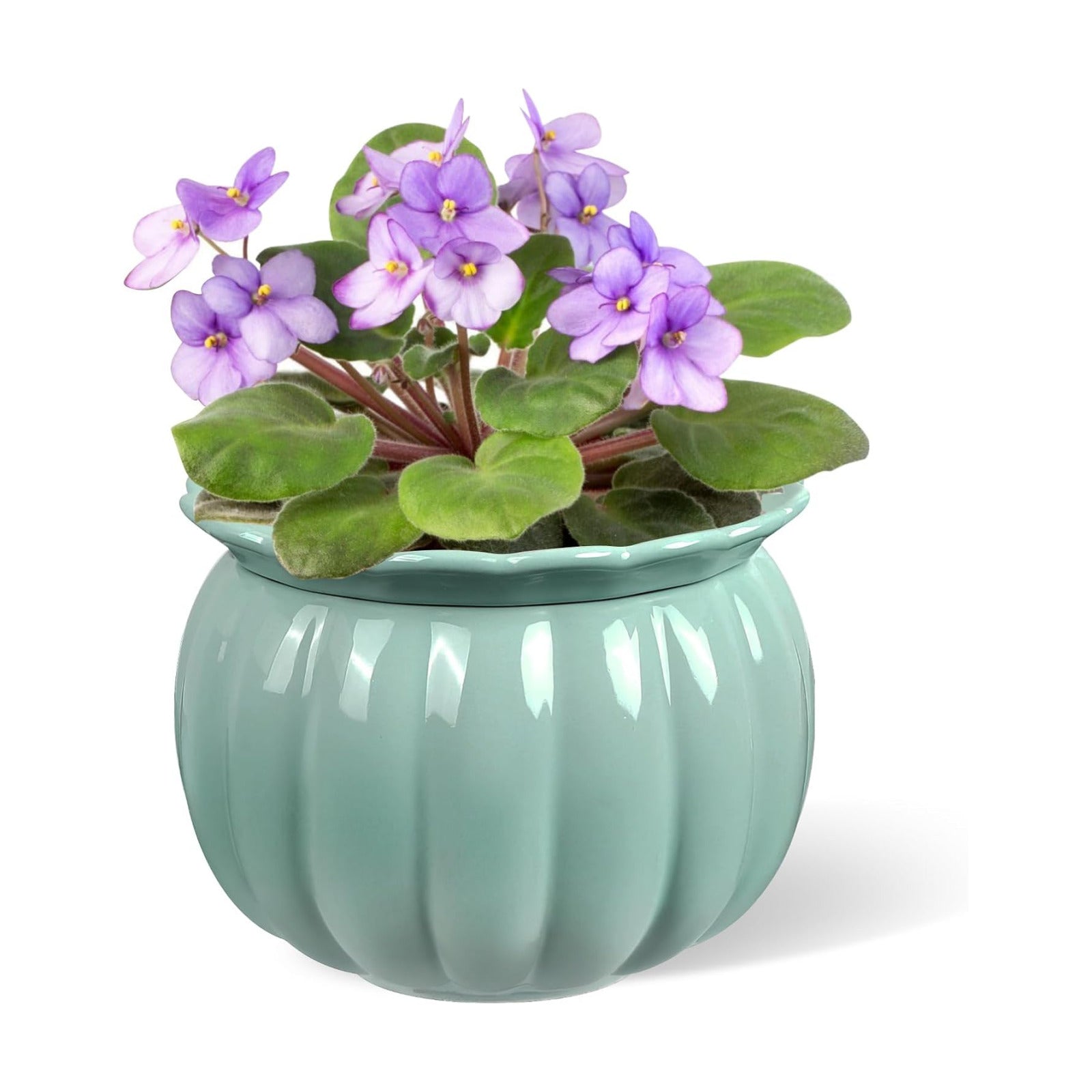 BUYMAX 6 Inch Self Watering Ceramic African Violet Pot Indoor Plant Pot | Pumpkin Style Design | Automatic Water