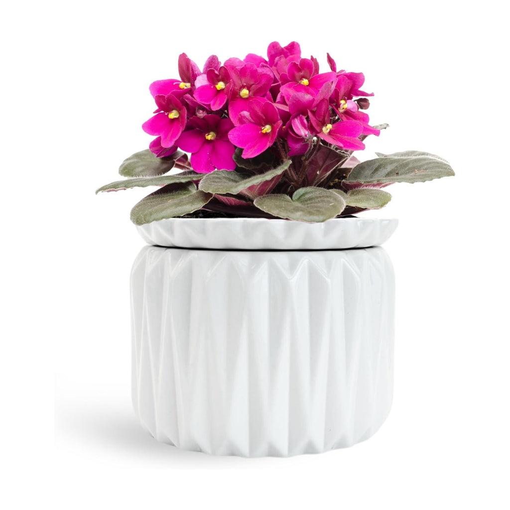 6 Inch African Violet Pots Self Watering, Ceramic Planter with Water Reservoir and Fill Lines, 4 Inch Opening, Indoor