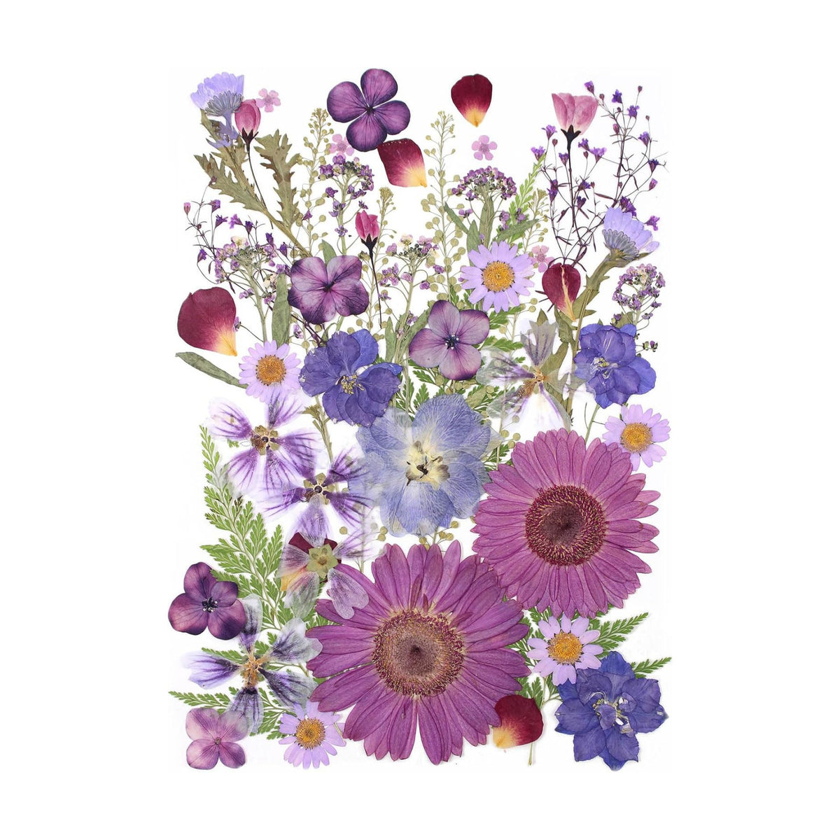 12“ Large Bulk Dried Pressed Flowers for Glass Frame, Real Dry Natural Flower Leaf for Resin Mold, Cake Decor, Holiday Decorations, Phone Cases, Invitations (Purple Haze)