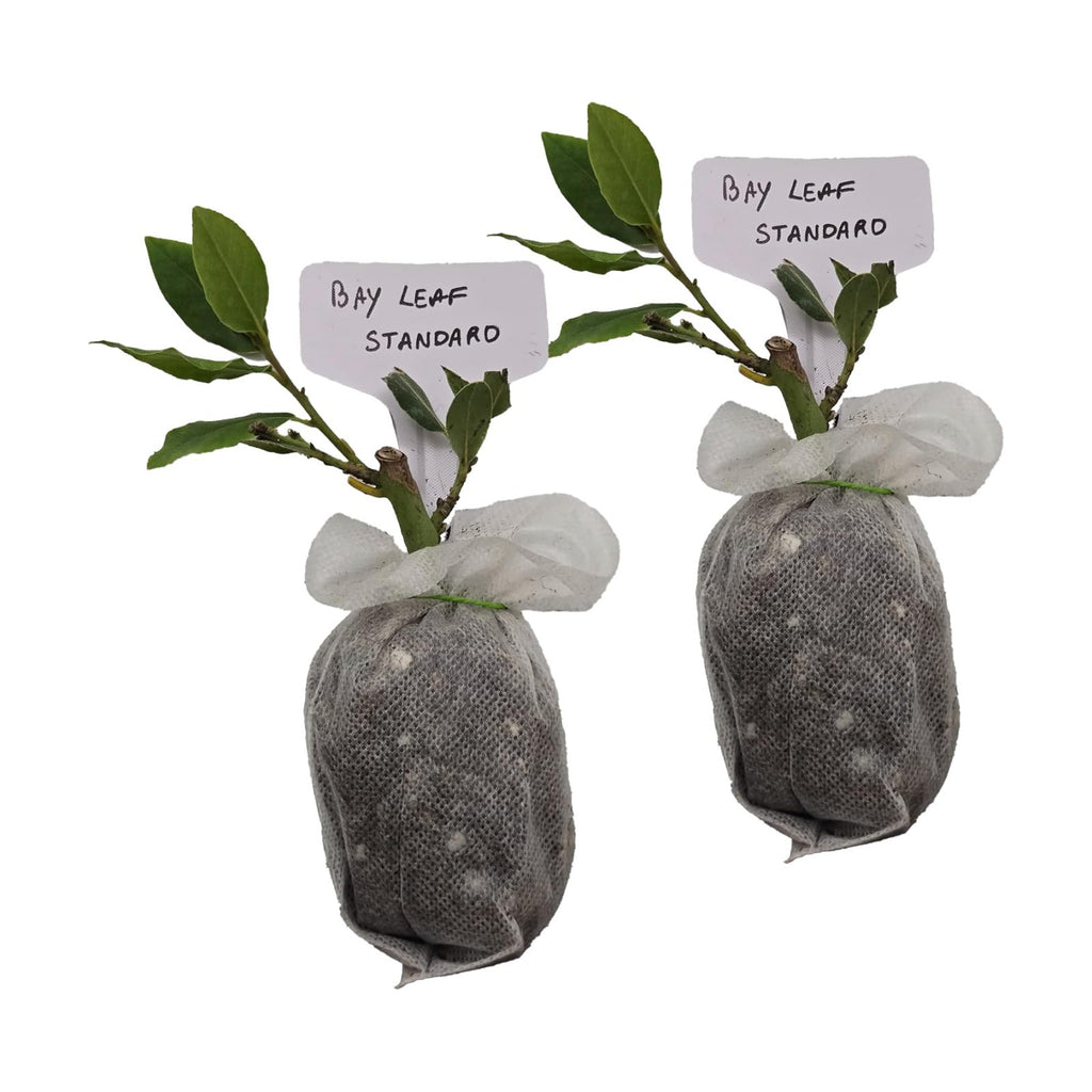 Daisy Ship Mediterranean Sweet Bay Laurel, Standard, Plant - 2 x 2-in Bags | Laurus nobilis fragrant edible leaves for