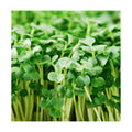 Di Cicco Organic Broccoli Seeds for Growing Microgreens – Heirloom, Non GMO Seeds to Plant & Grow Organic Broccoli in