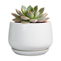 G EPGardening Ceramic Pots for Plants - 6 Inch Planter for Indoor Plants, Flower Pots with Drainage and Ceramic Tray